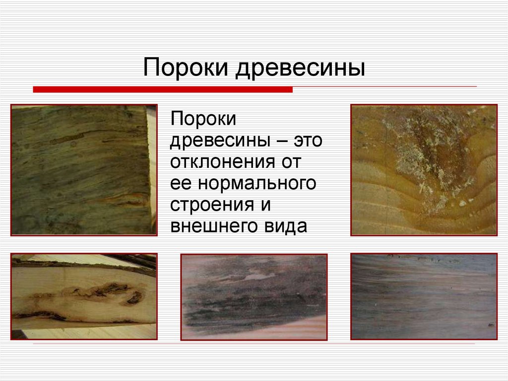 Основные пороки древесины. Пороки древесины. Дефекты древесины. Пороки древесины виды. Дерево дефектов.