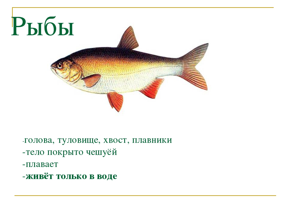 Голова туловище хвост. Рыба голова туловище хвост. Рыба с плавником на голове. Тело рыб покрыто чешуей. У них есть голова туловище хвост плавники тело покрыто чешуей это.