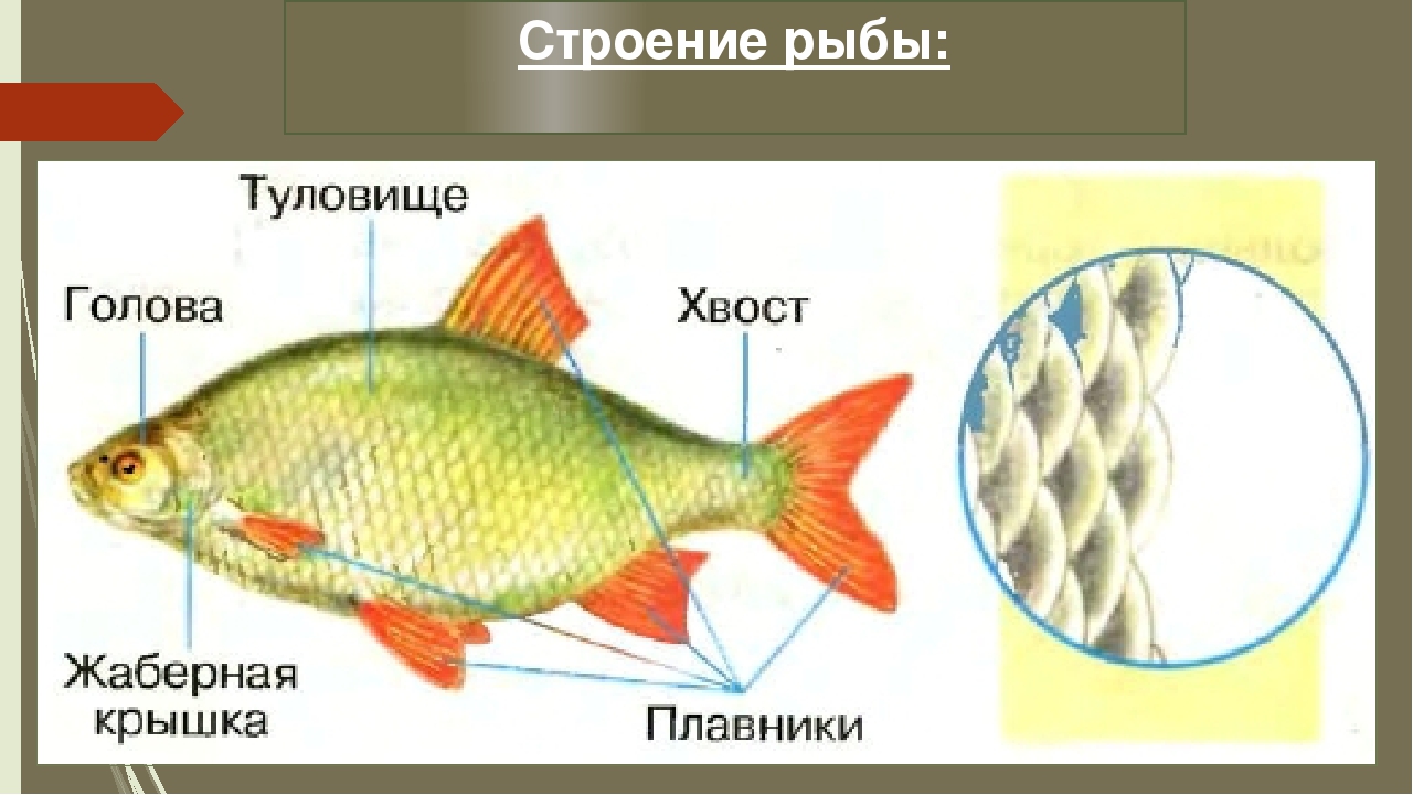 Голова и туловище рыб. Строение тела рыбы 1 класс окружающий мир. Строение рыбы 1 класс окружающий мир. Части рыбы окружающий мир 1 класс. Строение рыбы окружающий мир.